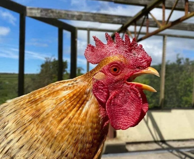 Manx SPCA column: Our view on avian flu