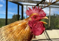 Manx SPCA column: Our view on avian flu