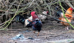 Second bird flu outbreak in the Isle of Man
