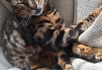 ManxSPCA column: Kurt Zouma went from hero to zero because of his mistreatment of  his pet cat