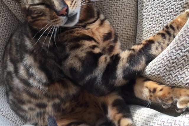 ManxSPCA column: Kurt Zouma went from hero to zero because of his mistreatment of  his pet cat