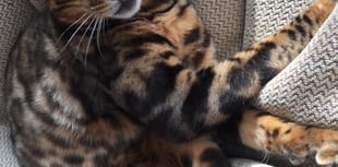 ManxSPCA column: Kurt Zouma went from hero to zero because of his mistreatment of  his pet cat