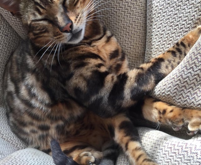 ManxSPCA column: Kurt Zouma went from hero to zero because of his mistreatment of  his pet cat