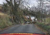 Tree down in Glen Maye