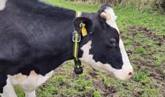 Now you can check your cows from your mobile