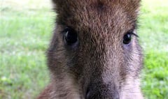 Horror as wallaby is shot and left to suffer