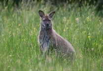 Wallabies could be protected in the island, says DEFA minister