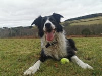 Manx SPCA column: Dangers of dogs overheating