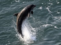 Wildlife Week to feature sea watching and walks