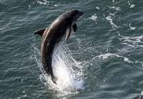 Wildlife Week to feature sea watching and walks