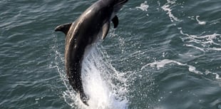 Wildlife Week to feature sea watching and walks