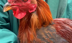 Manx SPCA column: What you need to know if you’re going to keep hens