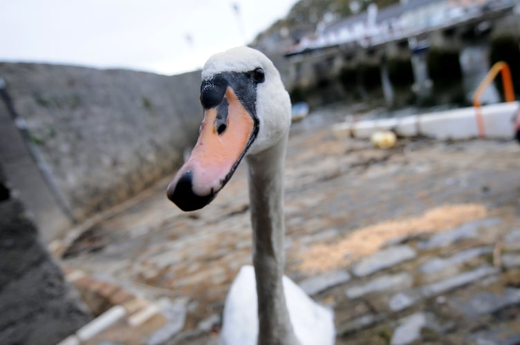 Barbara Cole & Paige Havlin feeding a swan in Castletown Harbour