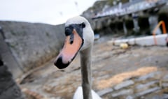 ‘Much loved’ Castletown swan dies