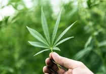Van driver who had used cannabis learns his fate