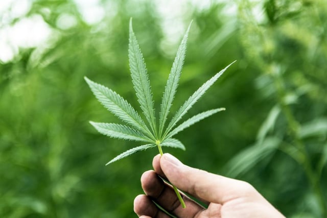 Defendant admits she had cannabis