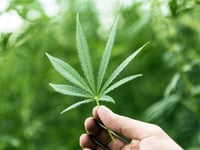 Van driver who had used cannabis learns his fate