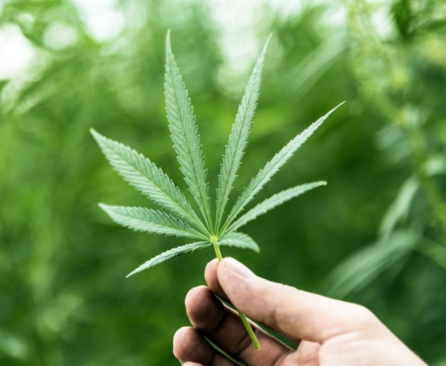 Offender in court for possession of cannabis valued at £28