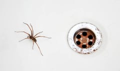 Manx SPCA column: Don’t buy Spider Killer