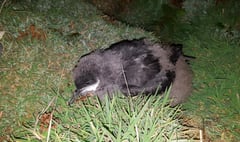 Live video feed of shearwaters