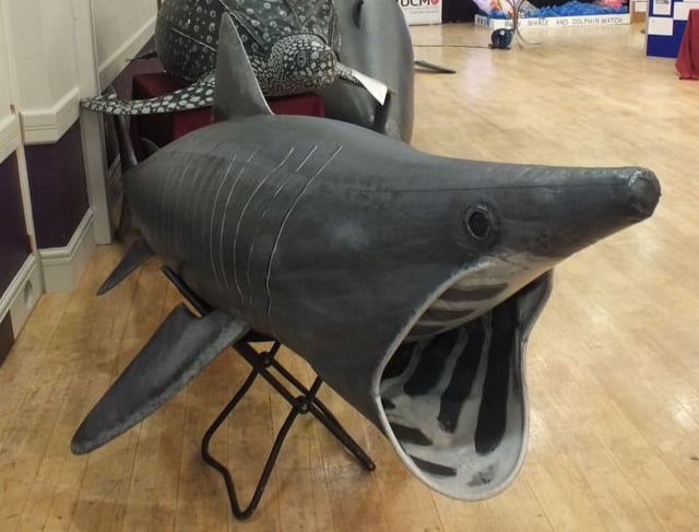 An exhibition of life-size whale and dolphin models
