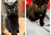 Manx SPCA column: Larry has served Cameron, May and Johnson
