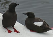 Around 70 birds killed by flu in the last seven days