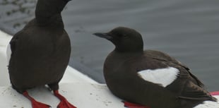 Around 70 birds killed by flu in the last seven days