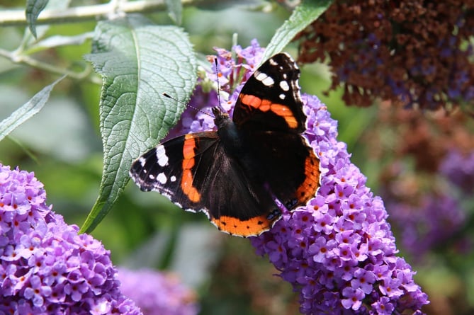 Red  admiral butterfly on buddleia