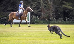 Wallaby plays in polo match