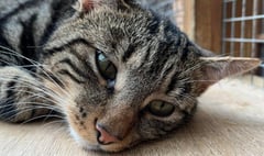 Manx SPCA column: Watch out for ticks