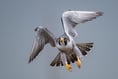 Bird of prey dies from avian influenza