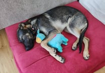 Dog gets first hip replacement after over £8,500 raised