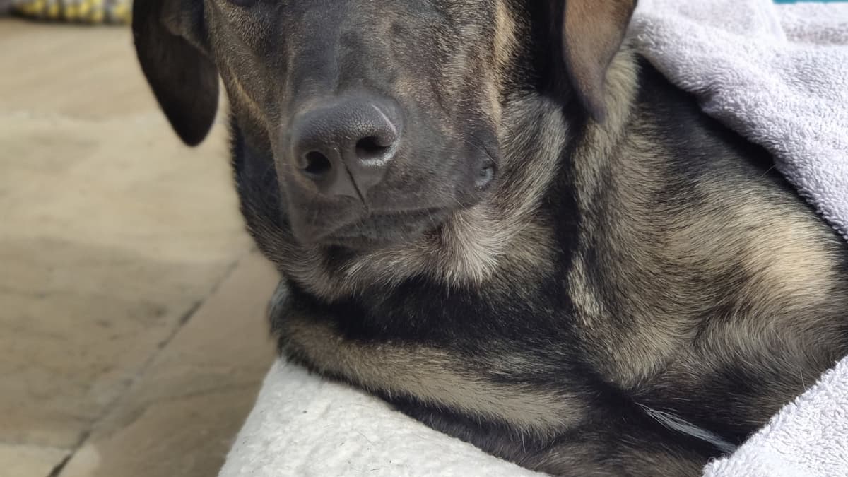 Help pay for rescue dog’s surgery iomtoday.co.im