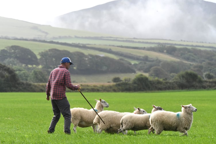 The Manannan Sheepdog Trials at Bishopscourt Farm - Richard Crowe working with his dog Ben