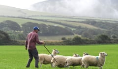 Sheepdog trials to take place at the weekend