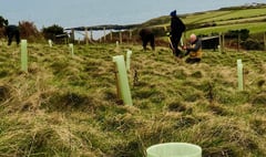 Manx charity inviting the public to have a go at tree planting