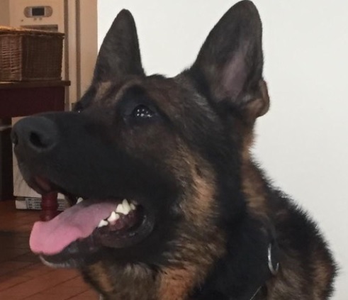 Oscar police dog