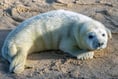 Seal pups usually haven’t been abandoned