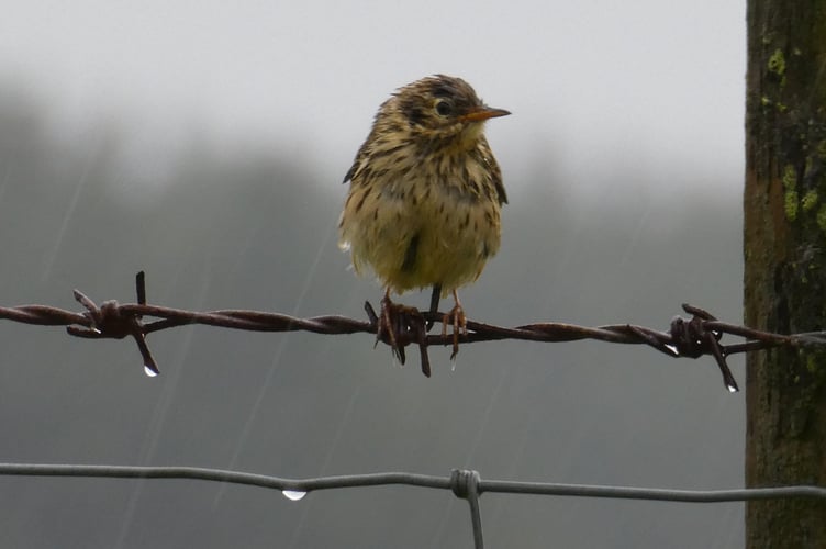 A  photo of a bird in the rain