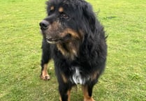 Tibetan mastiff Leo is looking for a new home
