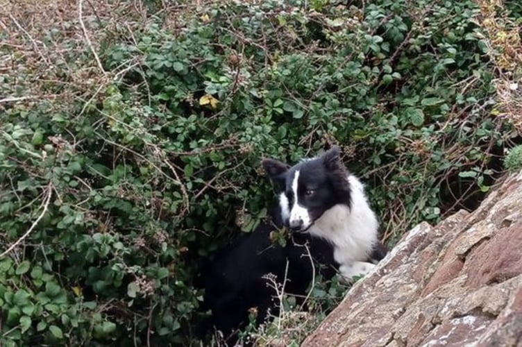 Dog rescued from ledge on Peel Headlands