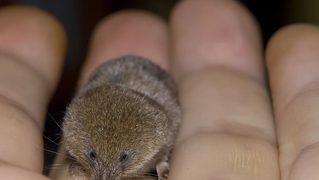 MSPCA Shrews play important role in the food chain iomtoday.co.im