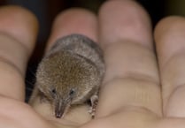 Shrews play important role in the food chain