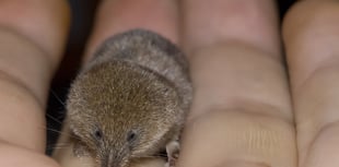 Shrews play important role in the food chain