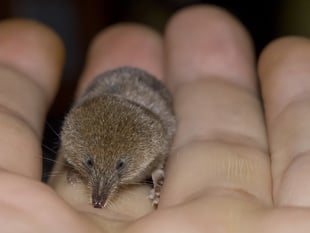 Shrews play important role in the food chain