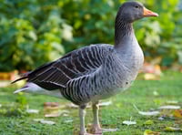 Attempting to slow the spread of avian flu