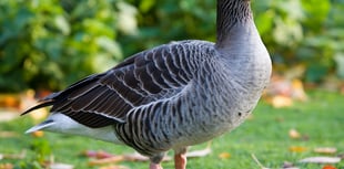 Attempting to slow the spread of avian flu