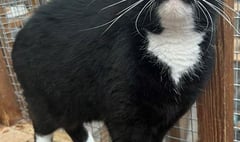 Manx SPCA column: Why do cats have tails?