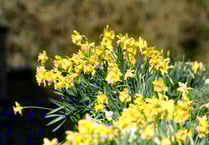 Ecosystems team advises against daffodils